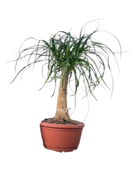 Pianta di Beucarnea in vaso 24 cm