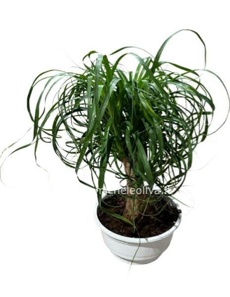 Pianta di Beucarnea in vaso 24 cm