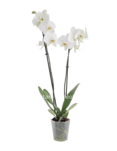 Pianta di Phaleonopsis bianca