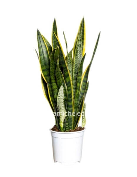 Pianta di Sansevieria in vaso 21 cm