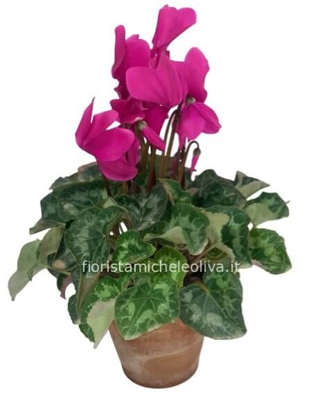 Pianta di Ciclamino piccola