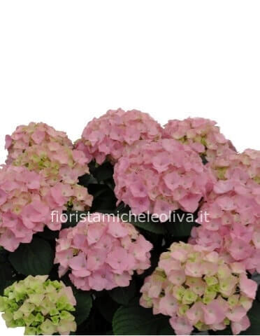 ortenzia