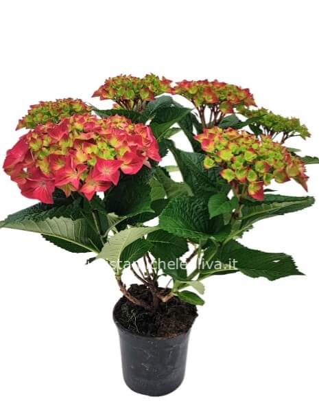 Pianta di Ortensia piccola