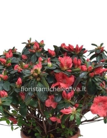 Azalea in vaso