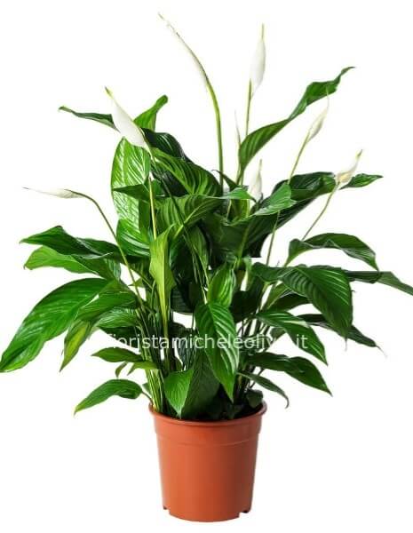 Pianta di Spathifillum