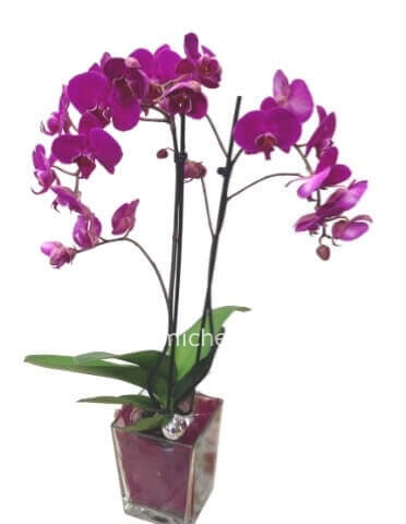 orchidea