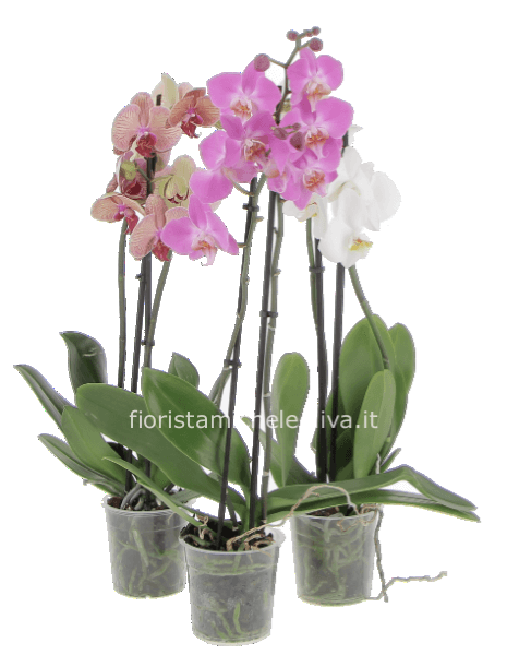 Pianta di Phaleonopsis, diversi colori a richiesta.