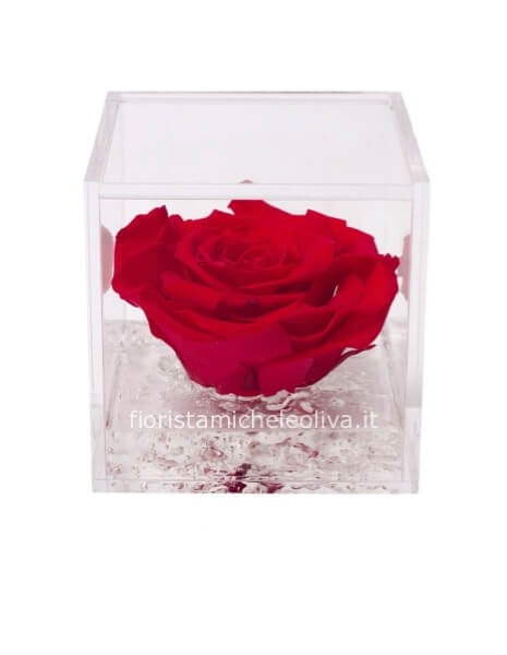 Rosa stabilizzata