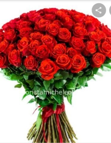 rose rosse
