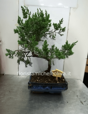 bonsai