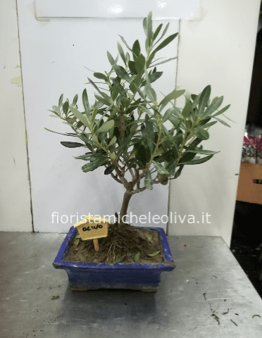 bonsai