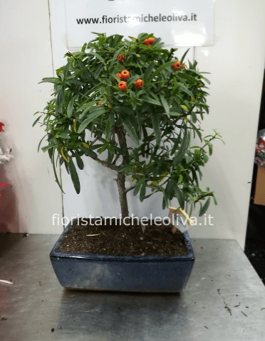 bonsai