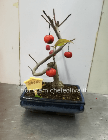 bonsai