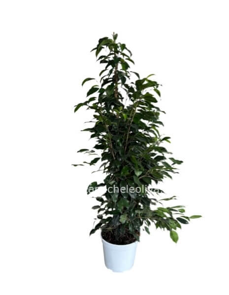 Pianta di Ficus Danielle piccolo