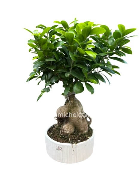 Pianta di Bonsai Ginseng
