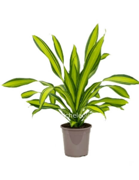 Pianta di Dracaena Charley