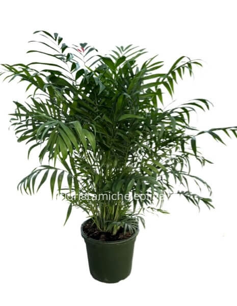 Pianta di Chamadorea