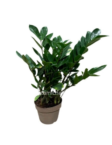 Pianta di Zamioculcas (Padre Pio)