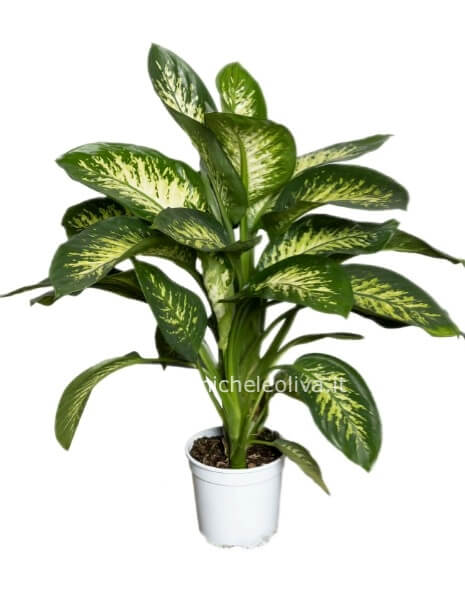 Pianta di Dieffenbachia piccola
