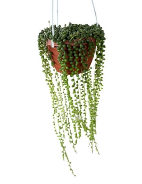 Pianta di Senecio (Rosario)