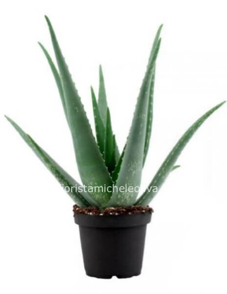 Pianta di Aloe Vera