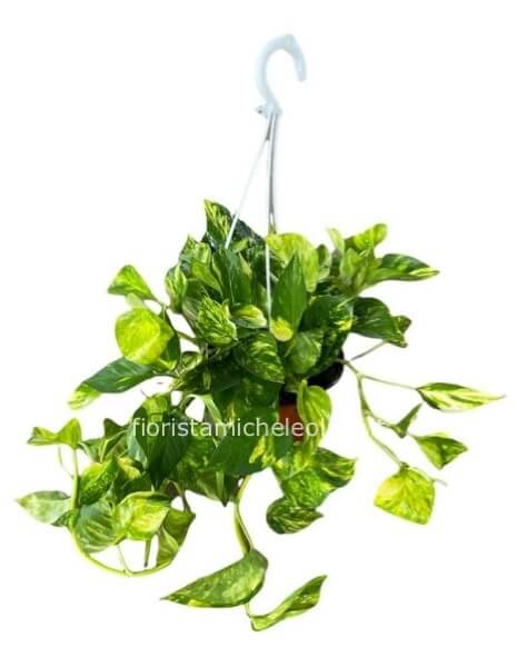 Pianta di Pothos pendente
