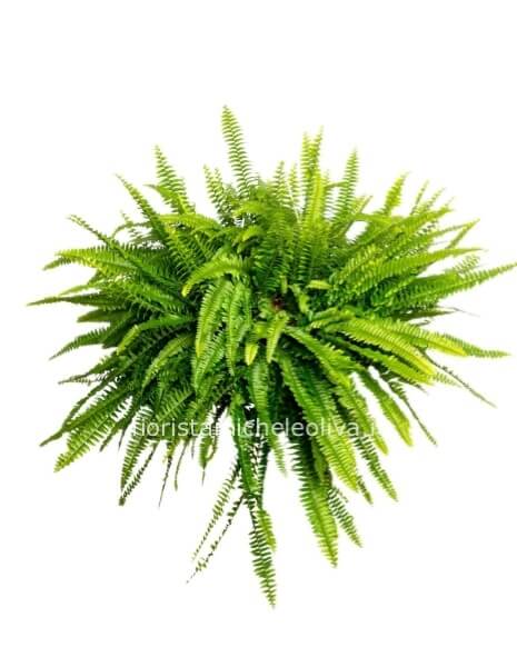 Pianta di Felce pendente