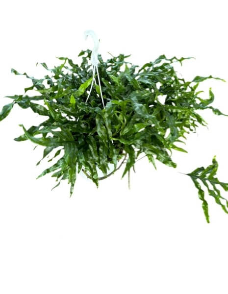 Pianta di Felce Microsorum pendente