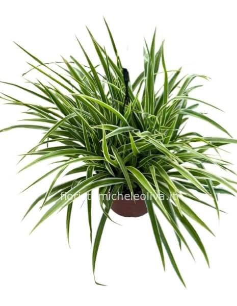 Pianta di Cordellina pendente