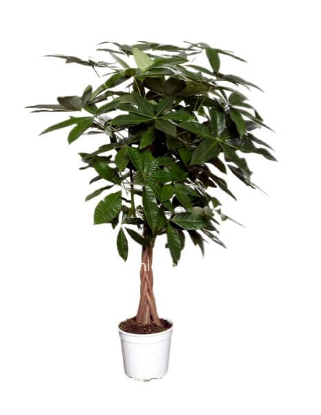 Pianta di Pachira (della fortuna) piccola