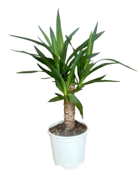 Pianta di Yucca (tronchetto della felicità) piccola
