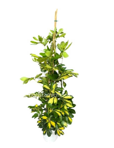 Pianta di Schefflera