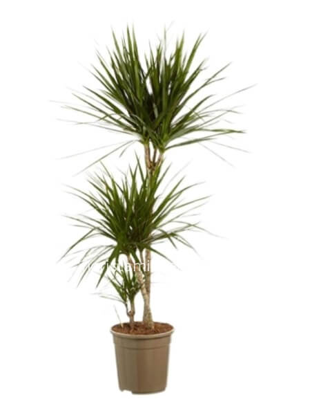 Pianta di Dracaena piccola