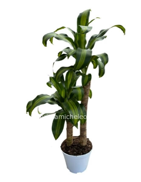 Pianta di Massangeana