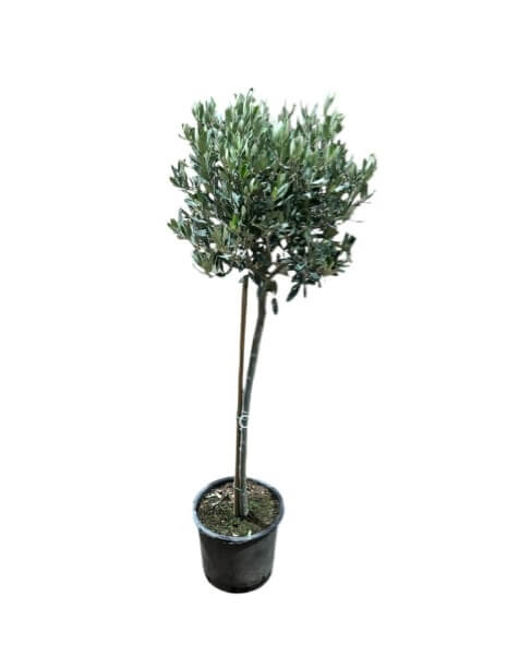 Pianta di Ulivo