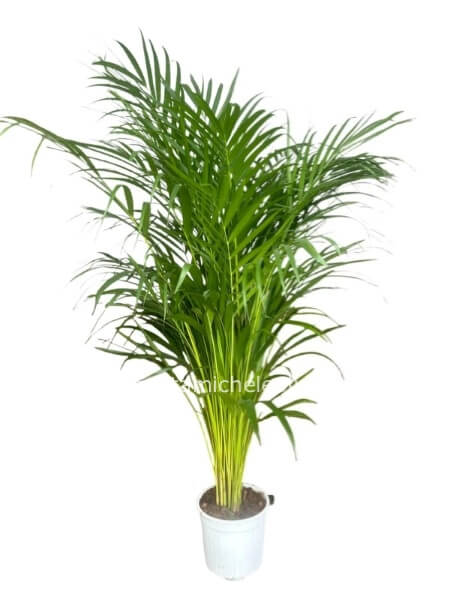 Pianta di Areca