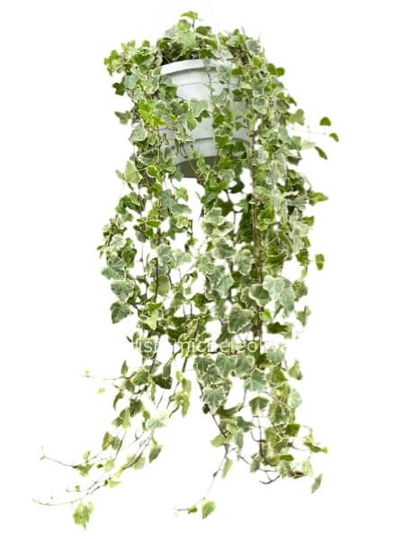 Pianta di Hedera pendente