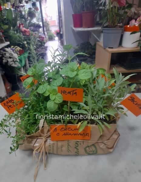 Set “la cucina di mammà” con piante aromatiche