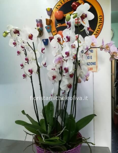 Scatola con orchidee