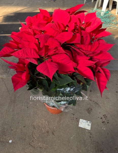 Stella di Natale Extra